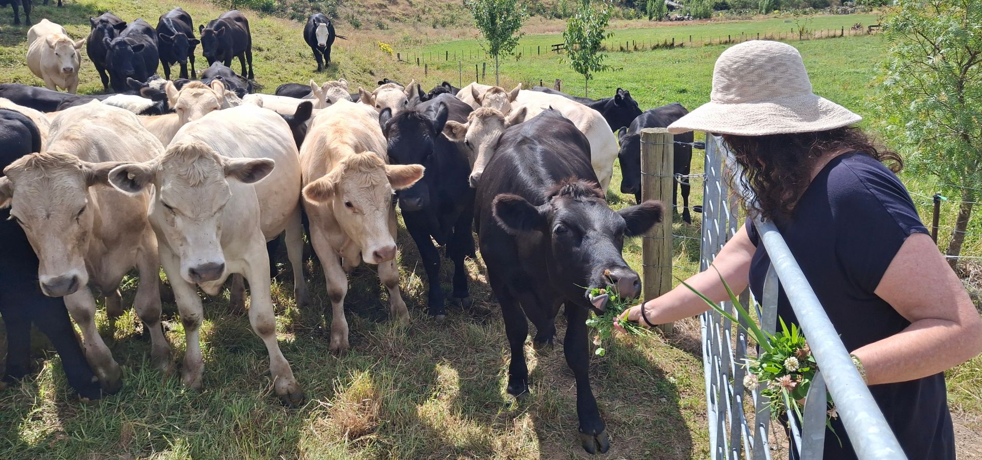 Feeding cows at Miranda