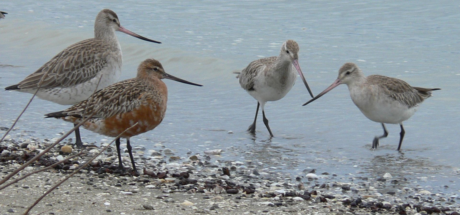 Miranda Godwits